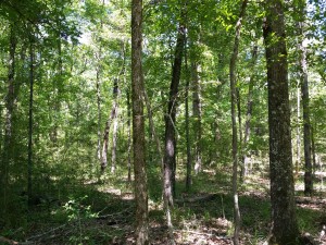 central texas wooded hunting land