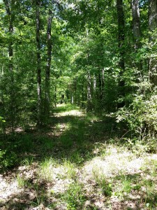 central texas wooded hunting land