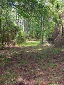 central texas hunting land with wooded trails