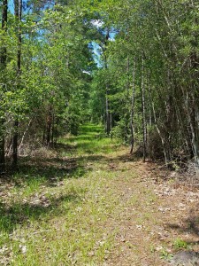 Central Texas land with wooded trails and meadows